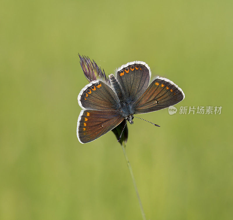 棕Argus蝴蝶(Aricia agestis)